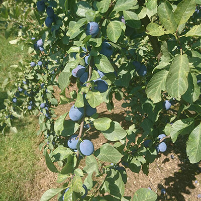loesch-zwetschgenbaum